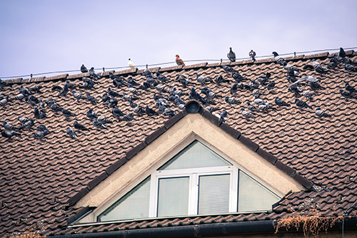 Pigeon Guards Edinburgh