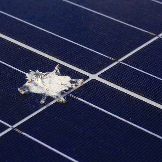 Pigeon protection for solar panels Edinburgh